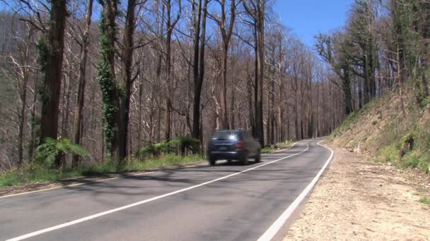 Передача Автомобільних Спалених Дерев Діапазони Данідонг Австралія — стокове відео