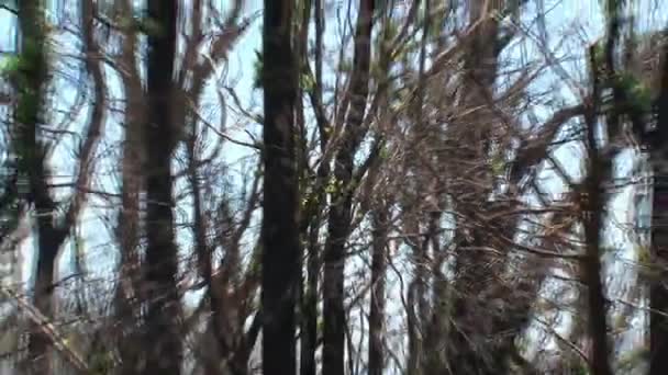 Spalone Drzewa Pasmach Dandenong Australia — Wideo stockowe
