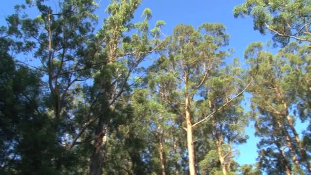 Rundblick Auf Bäume Dandenong Gebirge Australien — Stockvideo