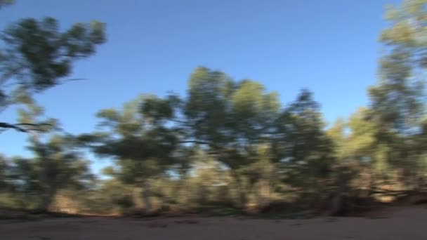Drzewa Alice Springs Australia — Wideo stockowe