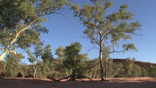 Friluftsträd Alice Springs Australien Outback Australien Löss Källor Träd Träd — Stockvideo