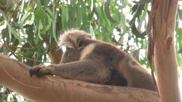 Koala Isla Canguro Australia — Vídeos de Stock