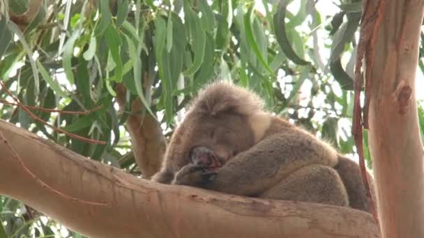 Avustralya Daki Kanguru Adasında Koala — Stok video