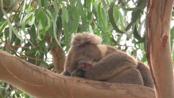 Koala Wyspie Kangaroo Australii — Wideo stockowe