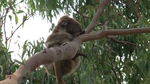 Koala Kangaroo Eiland Australië — Stockvideo
