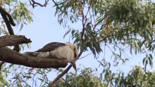 Kookaburra Pustkowiu Australii — Wideo stockowe