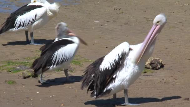 Pelicano Australiano Ilha Canguru Austrália — Vídeo de Stock