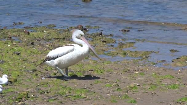 Australian Pelican Kangaroo Island Australia — стокове відео