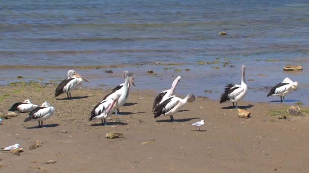 Australische Pelikaan Kangaroo Eiland Australië — Stockvideo