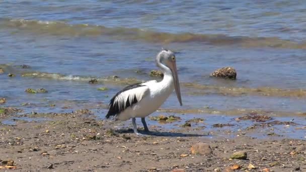 Австралийский Пеликан Острове Кенгуру Австралия — стоковое видео