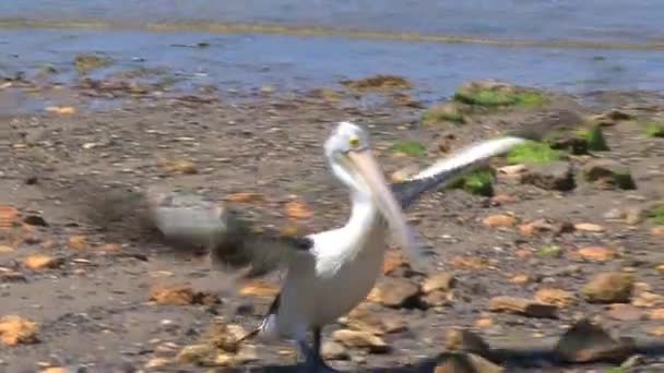 Australian Pelican Kangaroo Island Australia — Stock Video