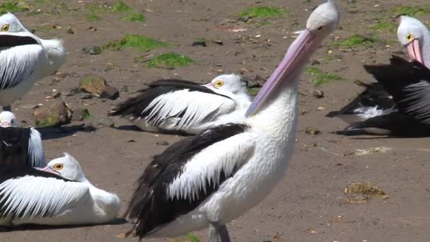 Avustralya Daki Kanguru Adası Nda Avustralya Pelikanı — Stok video