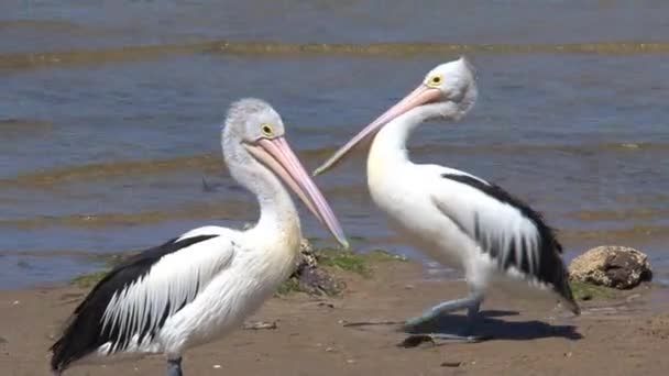 Australian Pelican Kangaroo Island Australia — стокове відео