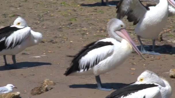 Australian Pelican Kangaroo Island Australia — Stock Video