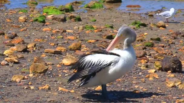 Australische Pelikaan Kangaroo Eiland Australië — Stockvideo