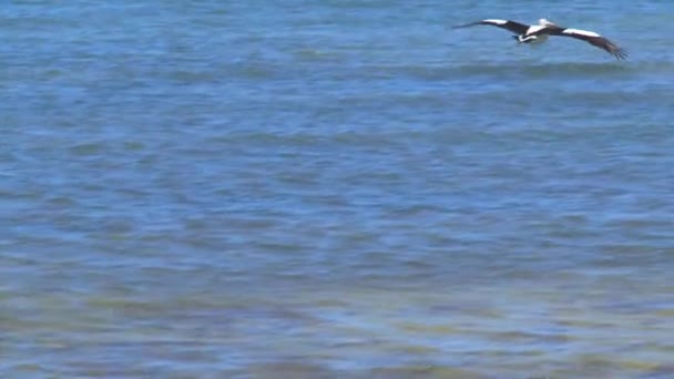 在澳大利亚袋鼠岛上飞行的澳大利亚鹈鹕 — 图库视频影像