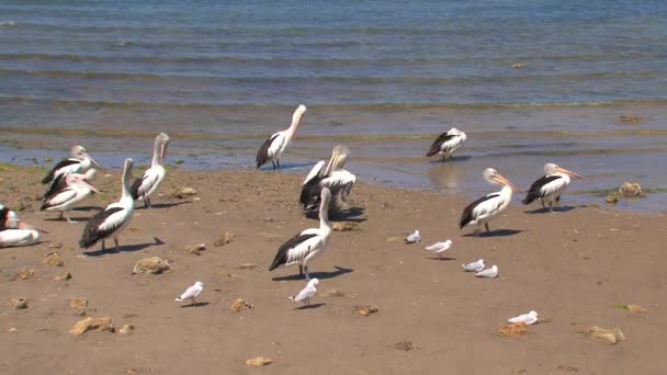 Australian Pelican Kangaroo Island Australia — Stock Video