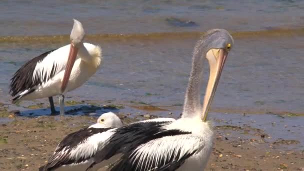 Australian Pelican Flying Kangaroo Island Australia — Stock Video