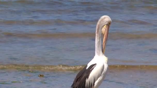 Australian Pelican Kangaroo Island Australia — стокове відео