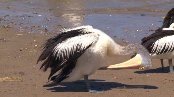 Australische Pelikaan Kangaroo Eiland Australië — Stockvideo