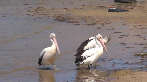 Australischer Pelikan Auf Der Känguru Insel Australien — Stockvideo
