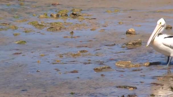 Pelican Australiano Kangaroo Island Australia — Video Stock