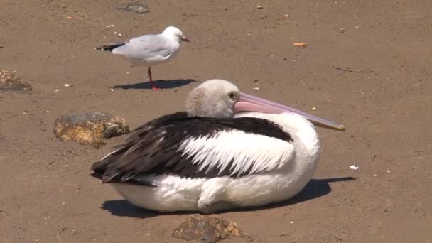 Australian Pelican Kangaroo Island Australia — Stock Video