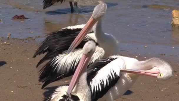 Pelícano Australiano Isla Canguro Australia — Vídeo de stock