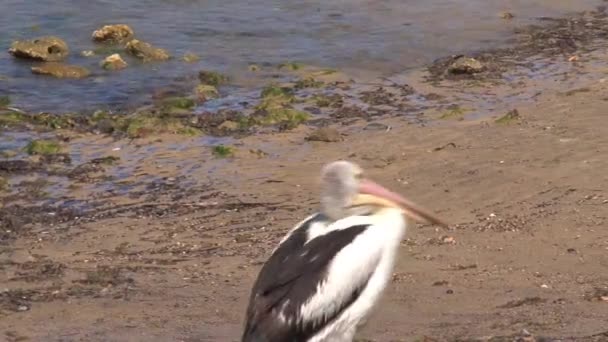Австралийский Пеликан Острове Кенгуру Австралия — стоковое видео