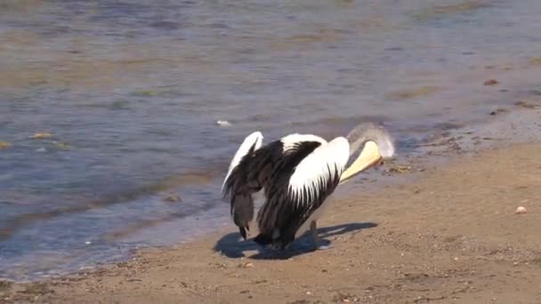 Pelican Australiano Kangaroo Island Australia — Video Stock