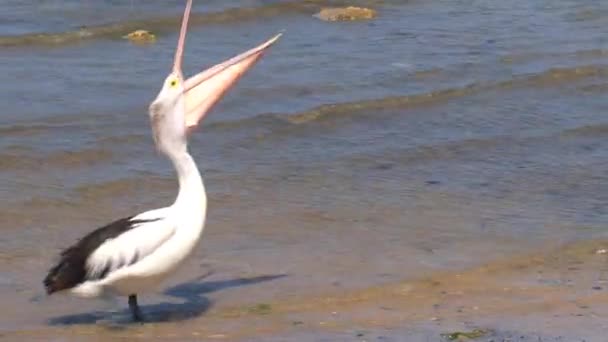 Australian Pelican Walking Kangaroo Island Australia — Stock Video