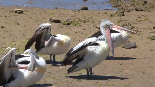 Australische Pelikaan Kangaroo Eiland Australië — Stockvideo