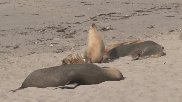 Sealions Praia Kangaroo Island Austrália — Vídeo de Stock