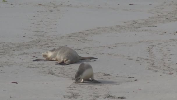 Sealions Praia Kangaroo Island Austrália — Vídeo de Stock