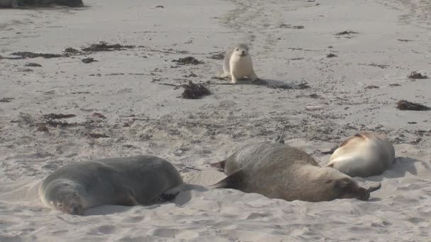 Sealions Beach Kangaroo Island Australia — Stock Video