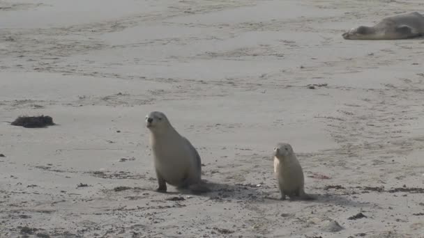 Sealions Praia Kangaroo Island Austrália — Vídeo de Stock