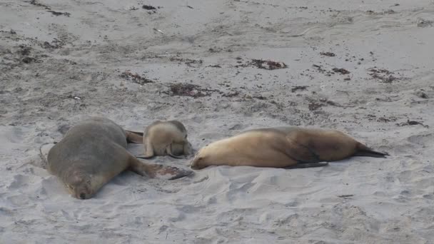 Sealions Aan Het Strand Kangaroo Island Australië — Stockvideo