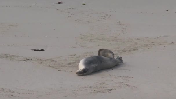 Sealions Praia Kangaroo Island Austrália — Vídeo de Stock