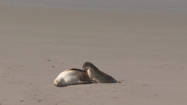 Sealions Praia Kangaroo Island Austrália — Vídeo de Stock