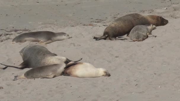 Sealions Beach Kangaroo Island Australia — Stock video