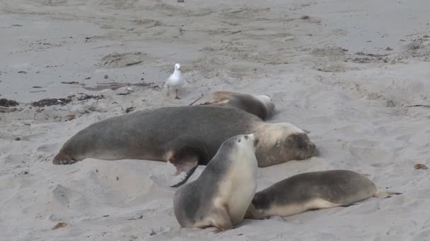 Sealions Beach Kangaroo Island Australia — Stock video