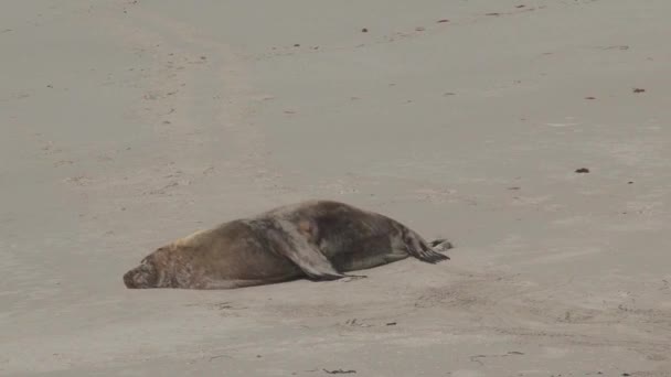 澳大利亚袋鼠岛海滩上的季节 — 图库视频影像