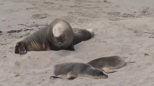 Sealions Praia Kangaroo Island Austrália — Vídeo de Stock