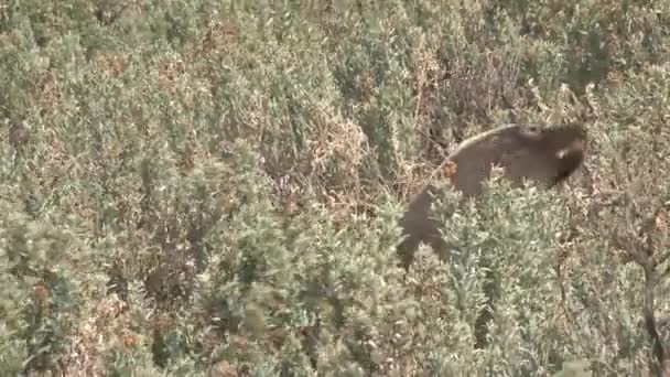 Seelöwen Strand Von Kangaroo Island Australien — Stockvideo