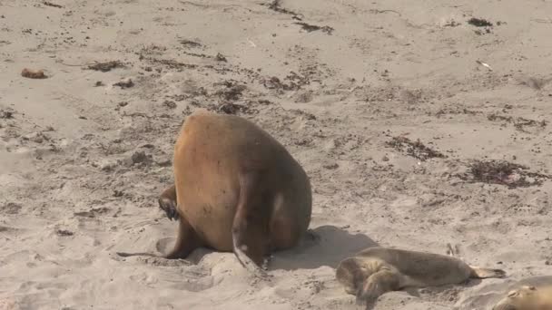 Sealions Praia Kangaroo Island Austrália — Vídeo de Stock