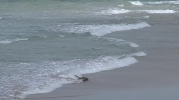 澳大利亚袋鼠岛海滩上的季节 — 图库视频影像