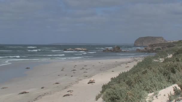 Sealions Aan Het Strand Kangaroo Island Australië — Stockvideo