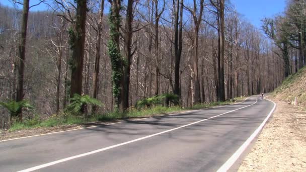 Велосипедный Крест Сожженные Деревья Dandenong Хребты Австралия — стоковое видео