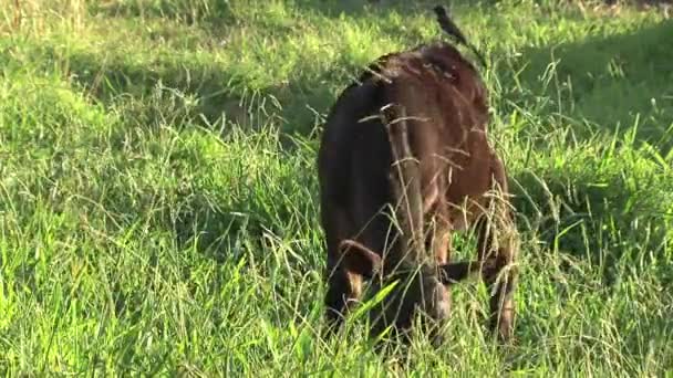 Cow Little Bird Outback Australia — Stock Video