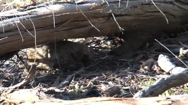 Echidna Zoek Naar Voedsel Het Kangoeroe Eiland Australië — Stockvideo